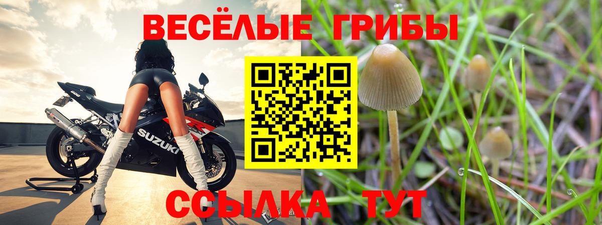 Галлюциногенные грибы Psilocybine cubensis  Вход с VPN  Баксан 